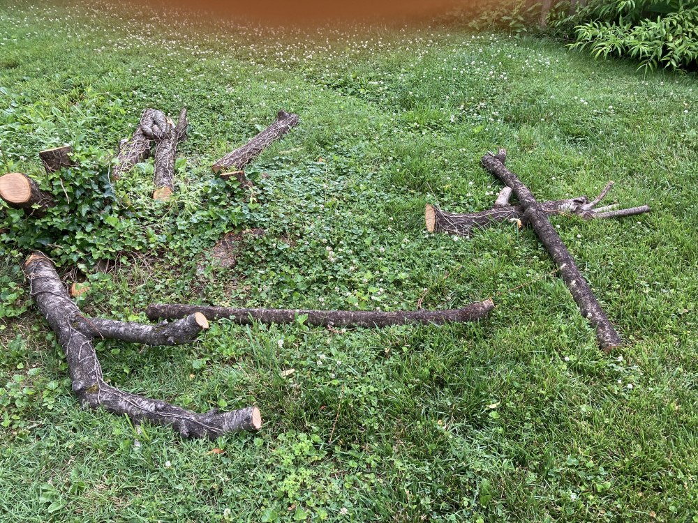 881813526_DeadTree.thumb.jpg.6c6f6061ca979ce45babc22a09a06a59.jpg